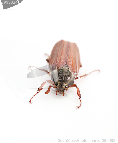 Image of maybug