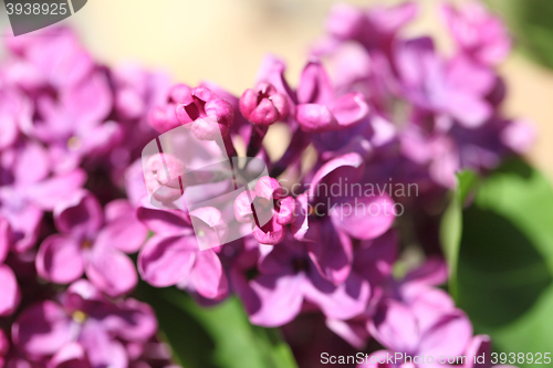 Image of lilac flowers