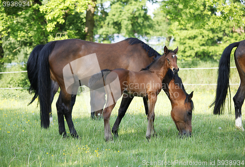 Image of Foal with mare