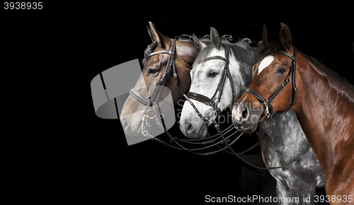 Image of Horse collage black background