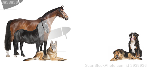 Image of Horses Dogs white background collage