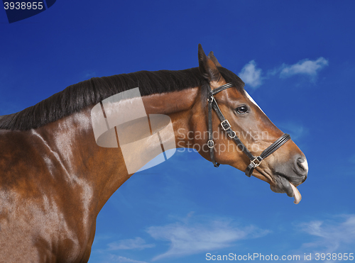 Image of Horse blue sky