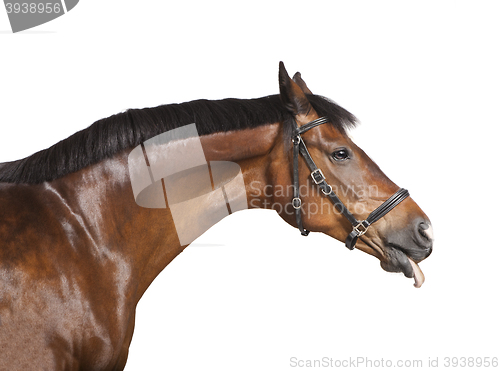 Image of Horse his tongue out