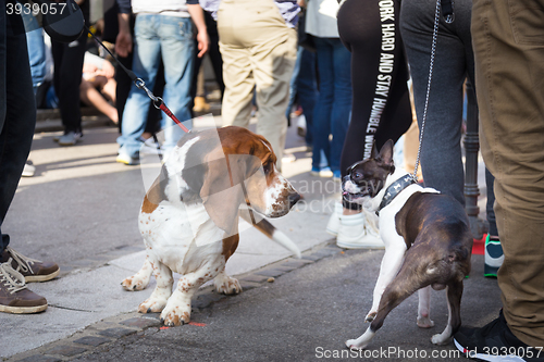 Image of Two dogs greeting each other by sniffing.