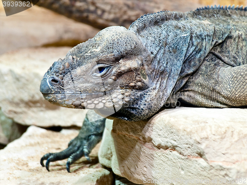 Image of Iguana 