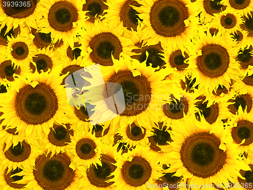 Image of Sunflower Background