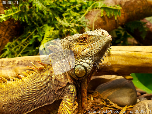 Image of Iguana 