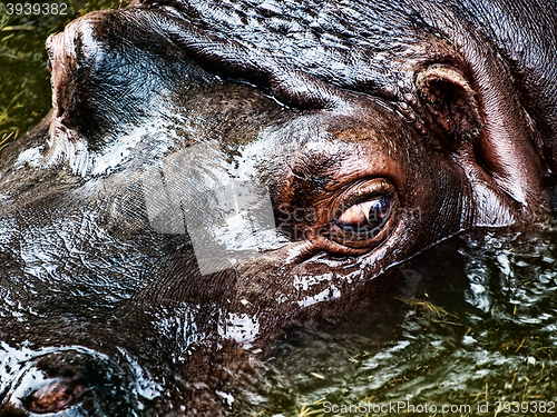 Image of Hippopotamus 