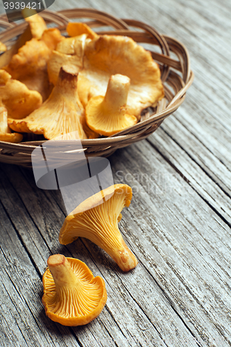 Image of Mushroom Yellow chanterelle