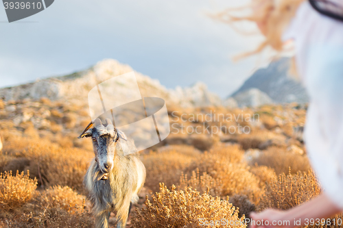 Image of Woman and domestic goat in mountains.