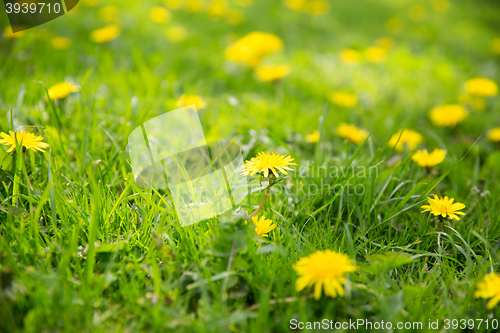 Image of dandelion flowers blooming on summer field