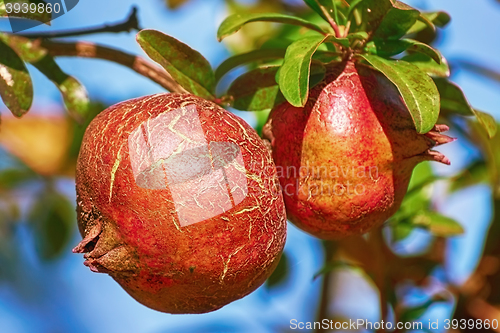Image of Fruit of Punica Granatum