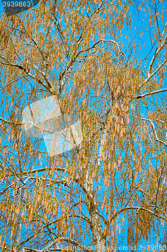 Image of Birch Covered with Catkins