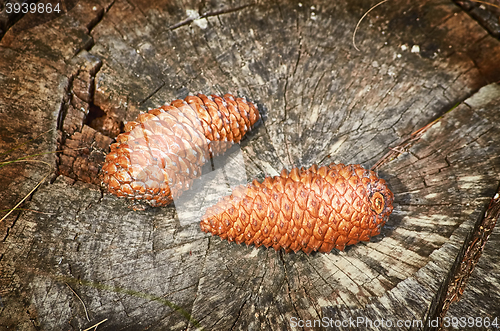 Image of Fir Cones on the Stump