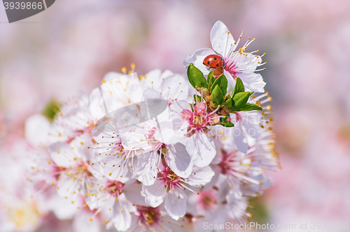 Image of Flowering Plum