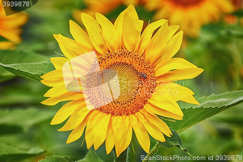 Image of Blooming Sunflower