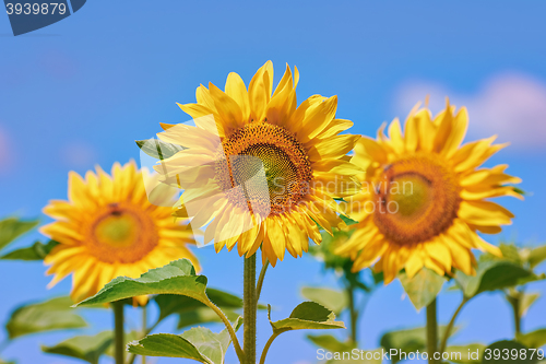 Image of Blooming Sunflower