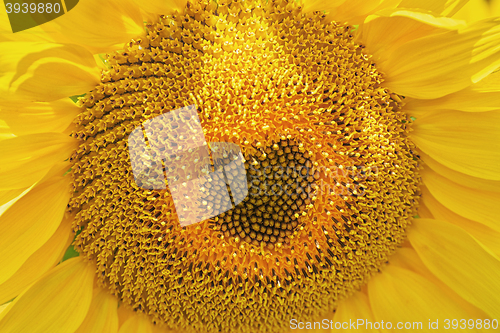 Image of Blooming Sunflower