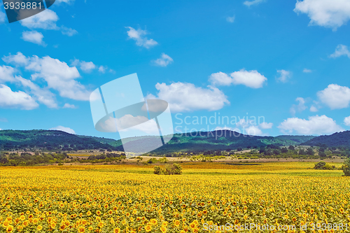 Image of Field of Sunflowers