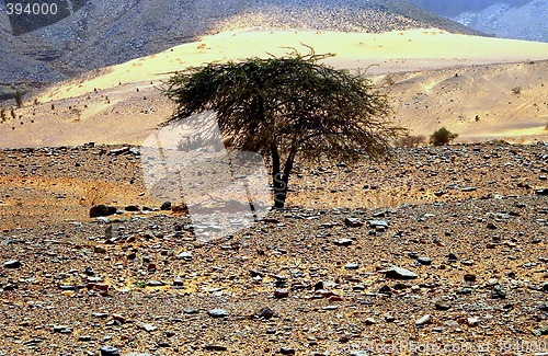 Image of Tree In The Desert