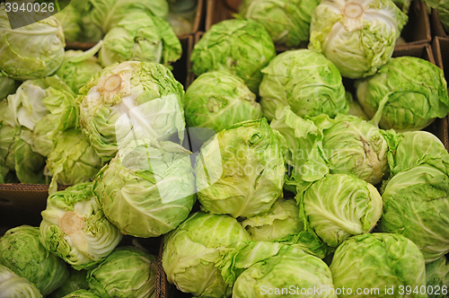 Image of green fresh cabbage