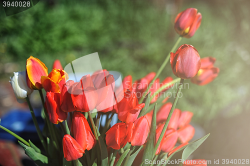 Image of bunch of red tulips 