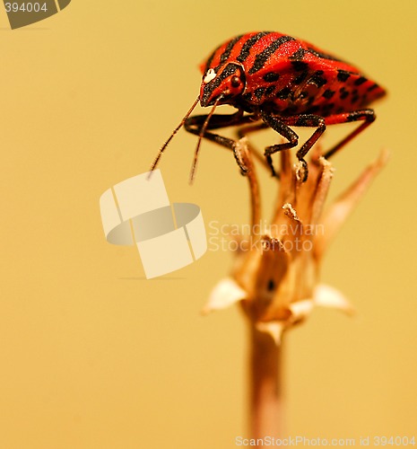 Image of Bug