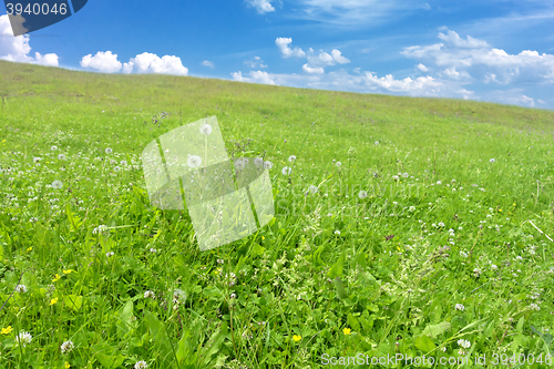 Image of green field background