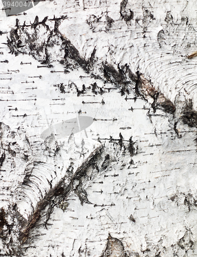 Image of birch bark background