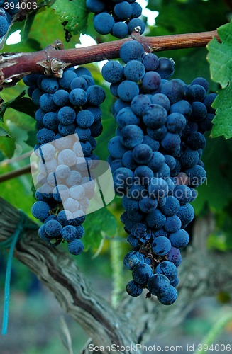 Image of Grapes