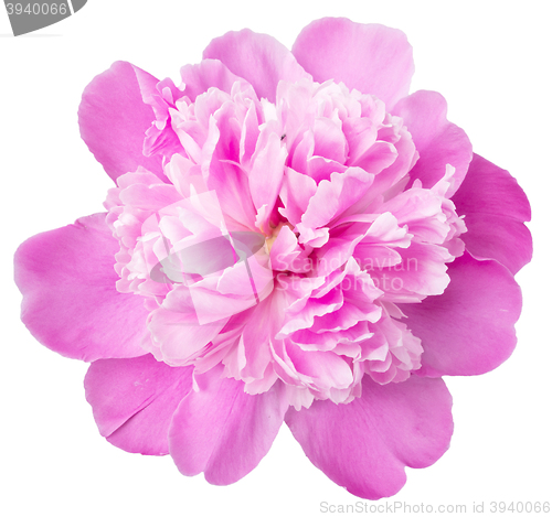 Image of peony on white