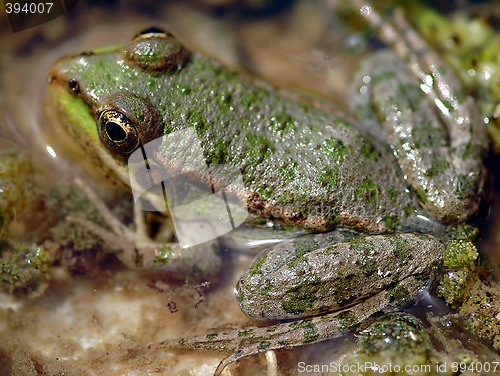 Image of Frog