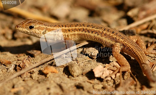 Image of Lizard