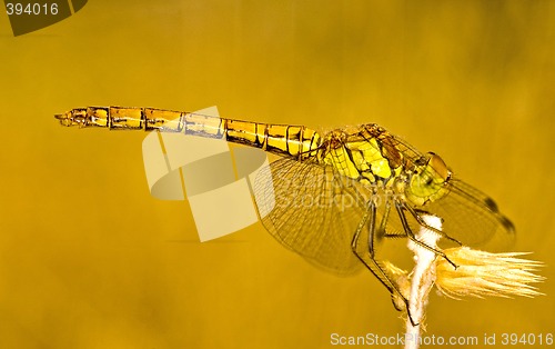 Image of Dragonfly