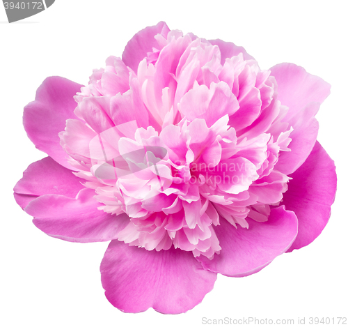 Image of peony on white