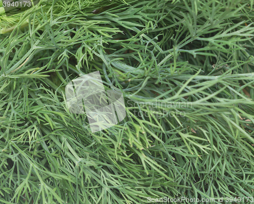 Image of fresh dill background