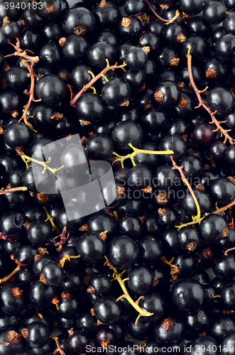 Image of Black Currant berries