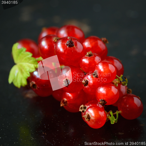 Image of Red Currant berries