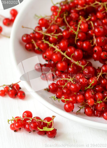 Image of Red Currant berries