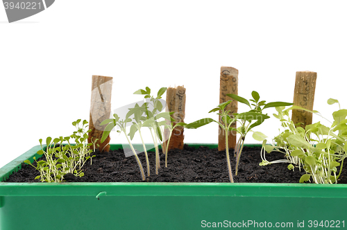 Image of Different seedlings being cultivated