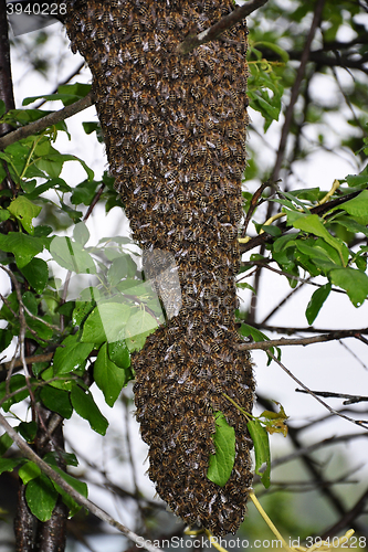 Image of Swarm of bees