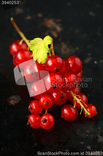Image of Red Currant berries