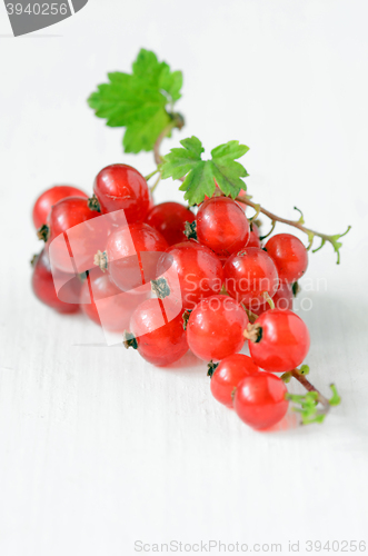 Image of Red Currant berries