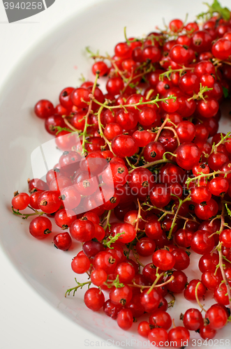 Image of Red Currant berries