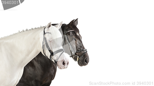 Image of Horseheads white Collage