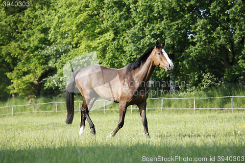 Image of Holsteiner Horse on pasture