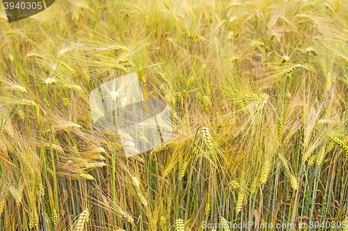 Image of Field of wheat