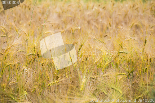 Image of Field of wheat