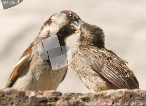 Image of parent sparrow feeds