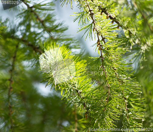 Image of green fir branch